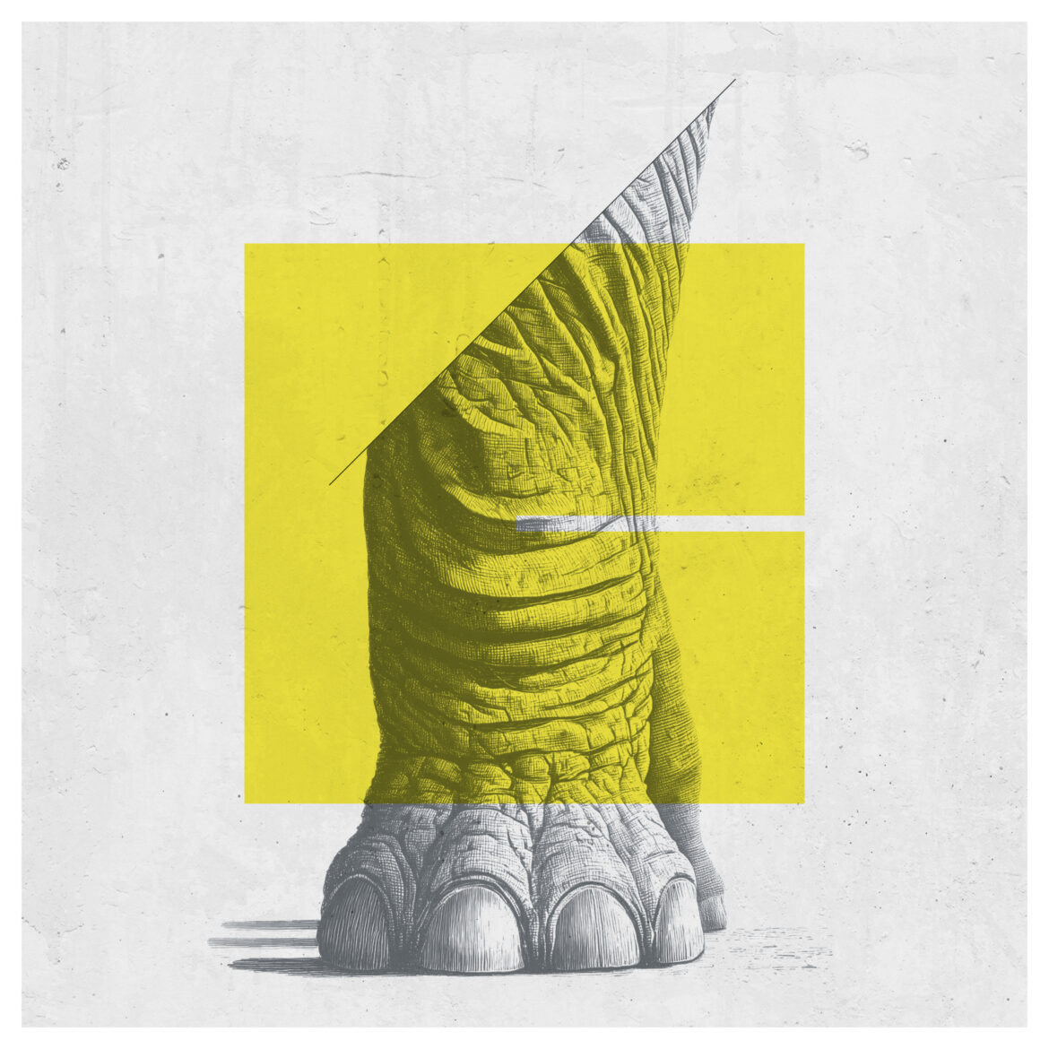 cover Linee